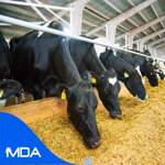 Animal Feeds Market Research Reports