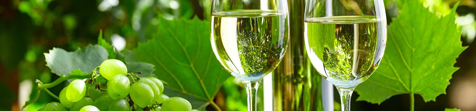 Withe Wines Palava