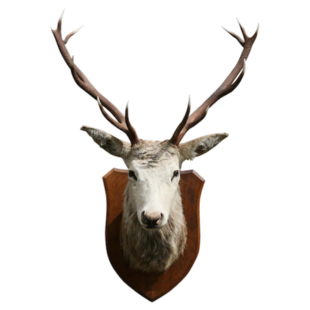 Taxidermy