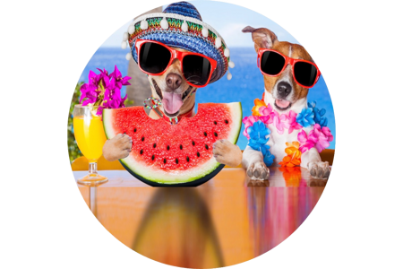 Pet Decorations