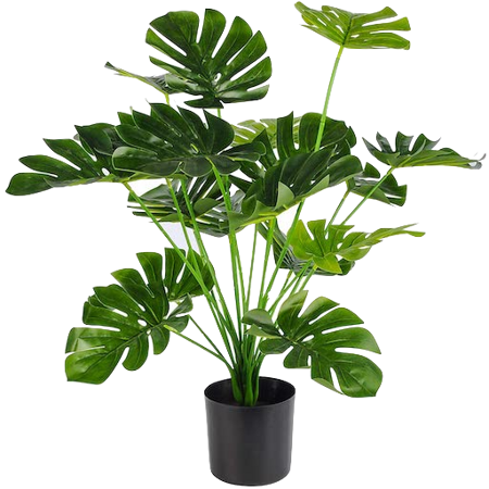 Natural Ornamental Plants