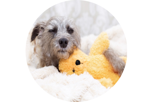 Pets Gifts